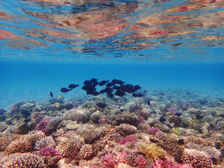 coral reef in Egypt