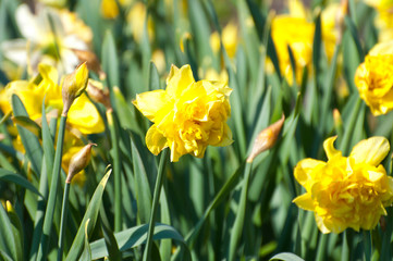 Daffodil, flowers in the botanical garden, flowers, nature