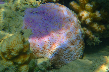 red sea coral detail