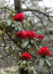 Blooming tree-shaped rhododendron in the Himalayas. Close-up.