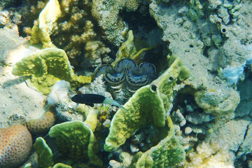 red sea coral detail