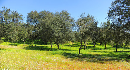 Fototapeta na wymiar Springtime in Alentejo, Portugal. Cork oak forest landscape near Evora.