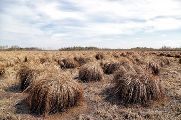 The Olmanskie Marshes Nature Reserve is the largest complex of upland, transitional and lowland marshes in Europe, which has survived to this day in its natural state.