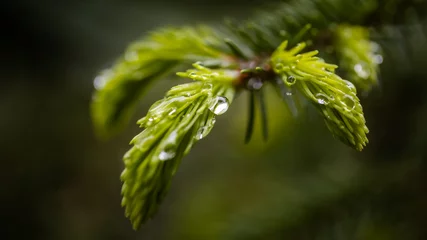 Makroaufnahme eines Tropfens, der am Ende eines Astes eines Nadelbaums haftet. © Christian Michelbach
