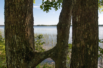Fused trunks of pines. Lake Valdayskoye, Novgorod Oblast, Russia.