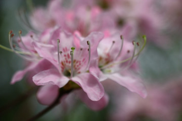 Very gentle pink flowers of a rhododendron on forward and a background.The image out of focus transferring mood.