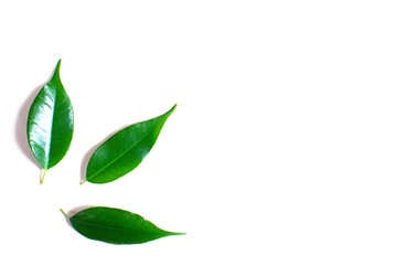 Three green ficus leaves are isolated on a white background with a place for writing.