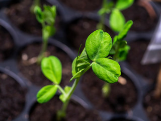 Growing green pea seedlings