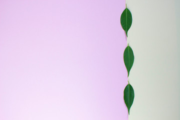 Yellow and pink background with green ficus leaves in the middle.
