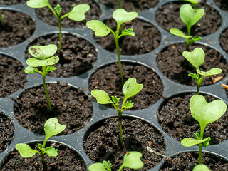 Seedling growth of Chinese cabbage plant