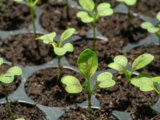 Seedling growth of Chinese cabbage plant