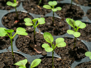 Seedling growth of Chinese cabbage plant