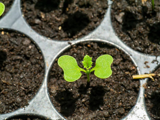 Close up Growing Kale Seedlings