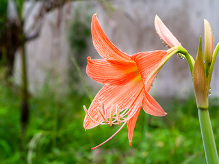 Beautiful Blossoms of Amaryllis flower.