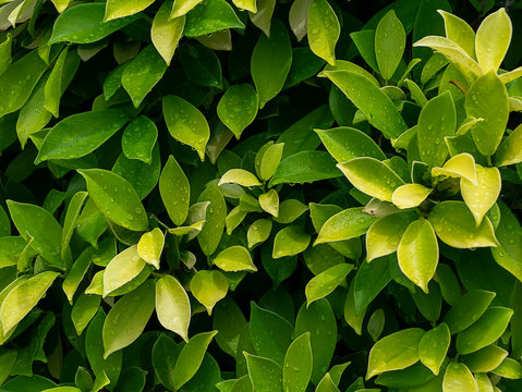 Chinese bangan, Indian laurel, Malay bangan tree