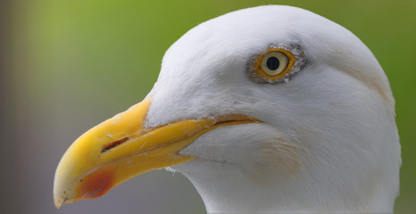 close up of herring gulls head