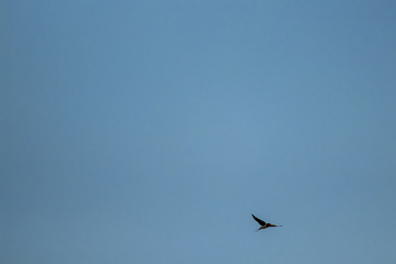 Barn swallow flying through air