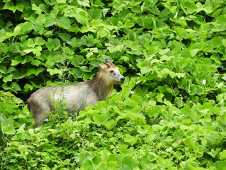 二ホンカモシカ