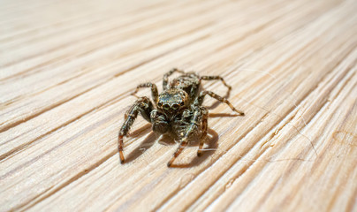 Spider macro 2
