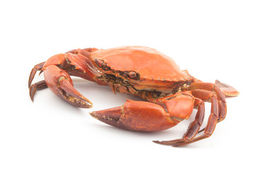 Big cooked crab isolated on white background