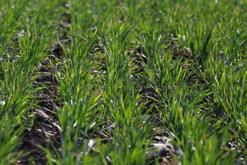 Young green wheat seedlings growing on a field.