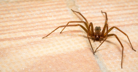 Brown recluse spider lurking