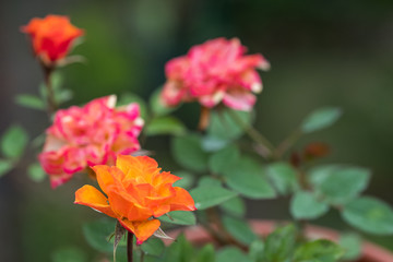 Bright orange and red rose against green background