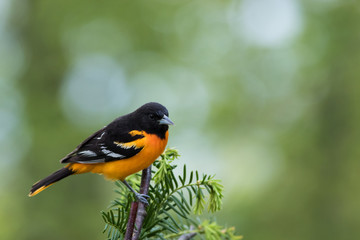 Baltimore Oriole, Icterus galbula, perched on branch soft green background