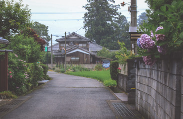 Fototapeta premium 田舎の町に咲く紫陽花