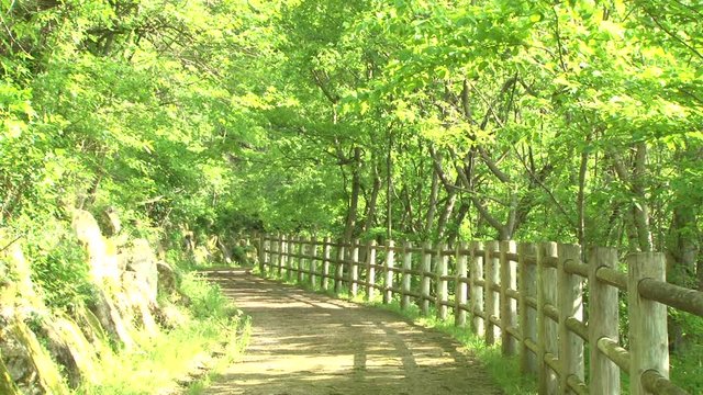 Eary summer forest. Tiny road.