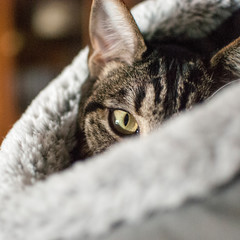 gato domestico atigrado escondido