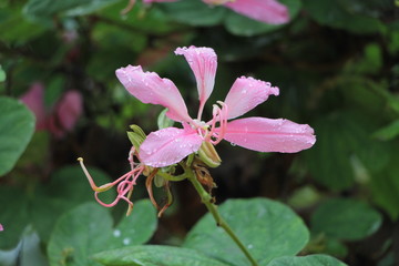 Beautiful flowers with droplets after the rain. Gardens in Kuala Lumpur.