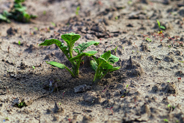 Close-up view of small young potato plant growing on the soil. Potato bush in the garden. Healthy young potato plant with the colorado potato beetle. Blurred background