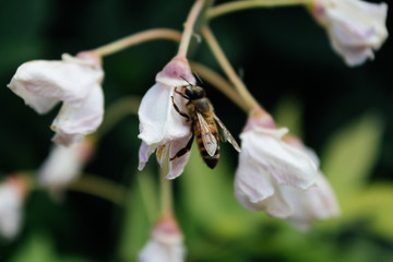 Bee sitting on a flower