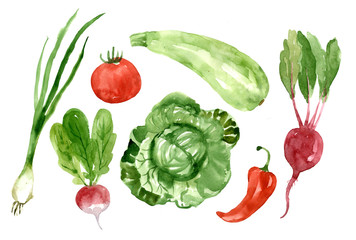 Watercolor set of zucchini, cabbage, beetroot, tomato, radish, green onion, chili. Hand-drawn illustration isolated on white background. Bright and colorful vegetables for salad.