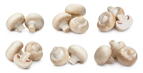 Set of tasty mushrooms, isolated on white background