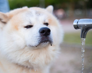 dog drinking water from a fountain