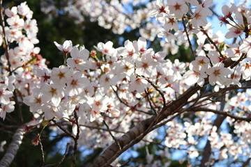 Obraz premium 綺麗に咲く桜と青空の背景