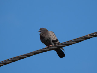 A bird (pigeon) sits on a wire against a blue sky.