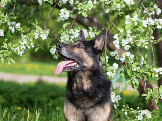 German shepherd portrait on a natural background