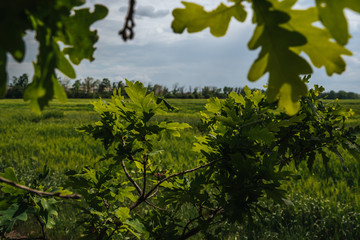 Landscape, field and sky, oak branches close-up