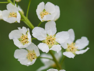 Blooming bird cherry close-up on a blurred green background