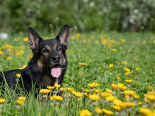 German shepherd in the meadow with yellow dandelions