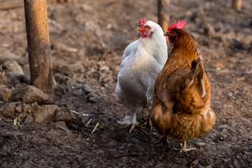 Hens walk on freshly digging land