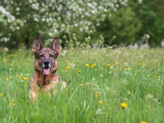 German shepherd portrait on a natural background, copy space