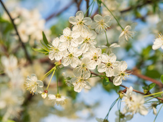Blooming cherry on a background of blue sky