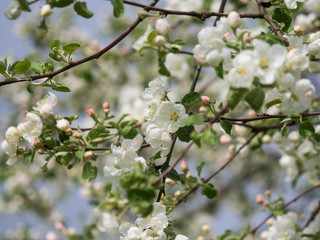 Blooming apple tree on a background of blue sky