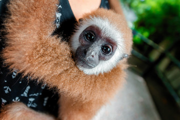 close up of lar gibbon sitting on a men hands. baby gibbon looking at the camera. 