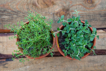 A top view of thyme and oregano plants, used in Italian cooking.