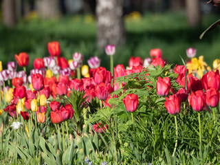 Flowerbed with colorful tulips